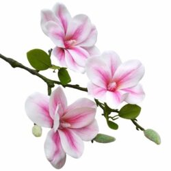 elethu-magnolia-muvirag-ag-nagy-viragokkal-rozsaszin-1-ag-20664-hobbykreativ